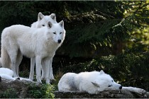 SteCroix 16-09-28 1201   Photos ACG 2016