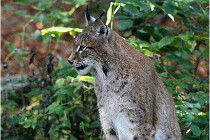 SteCroix 16-09-28 1224   Photos ACG 2016