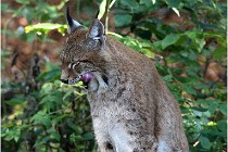 SteCroix 16-09-28 1225   Photos ACG 2016