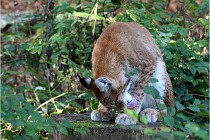 SteCroix 16-09-28 1231   Photos ACG 2016