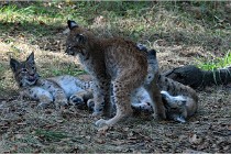 SteCroix 16-09-28 1234   Photos ACG 2016