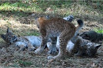 SteCroix 16-09-28 1235   Photos ACG 2016