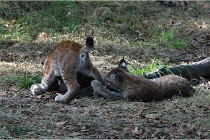 SteCroix 16-09-28 1258   Photos ACG 2016