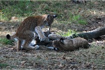 SteCroix 16-09-28 1260   Photos ACG 2016