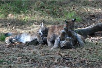 SteCroix 16-09-28 1262   Photos ACG 2016