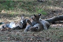 SteCroix 16-09-28 1263   Photos ACG 2016