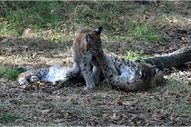 SteCroix 16-09-28 1265   Photos ACG 2016