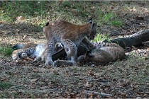 SteCroix 16-09-28 1266   Photos ACG 2016