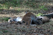 SteCroix 16-09-28 1269   Photos ACG 2016