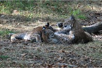 SteCroix 16-09-28 1273   Photos ACG 2016