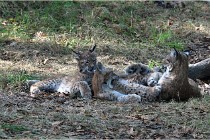 SteCroix 16-09-28 1274   Photos ACG 2016