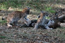 SteCroix 16-09-28 1278   Photos ACG 2016