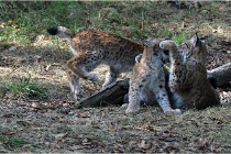 SteCroix 16-09-28 1279   Photos ACG 2016