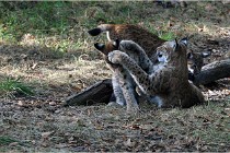 SteCroix 16-09-28 1280   Photos ACG 2016