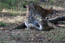 SteCroix 16-09-28 1281   Photos ACG 2016