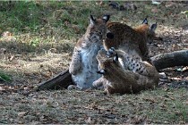 SteCroix 16-09-28 1282   Photos ACG 2016