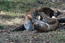 SteCroix 16-09-28 1283   Photos ACG 2016