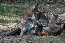 SteCroix 16-09-28 1284   Photos ACG 2016