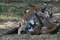 SteCroix 16-09-28 1285   Photos ACG 2016