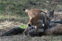 SteCroix 16-09-28 1286   Photos ACG 2016