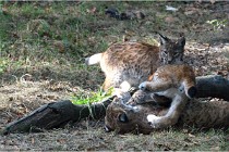 SteCroix 16-09-28 1287   Photos ACG 2016