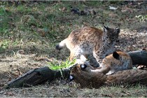 SteCroix 16-09-28 1288   Photos ACG 2016