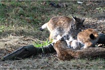 SteCroix 16-09-28 1289   Photos ACG 2016