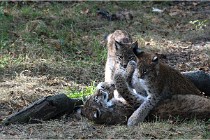 SteCroix 16-09-28 1290   Photos ACG 2016