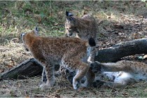 SteCroix 16-09-28 1292   Photos ACG 2016