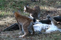 SteCroix 16-09-28 1293   Photos ACG 2016