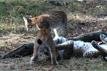 SteCroix 16-09-28 1294   Photos ACG 2016