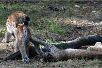 SteCroix 16-09-28 1295   Photos ACG 2016