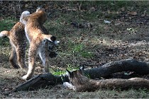 SteCroix 16-09-28 1296   Photos ACG 2016