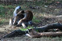 SteCroix 16-09-28 1297   Photos ACG 2016