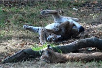 SteCroix 16-09-28 1298   Photos ACG 2016