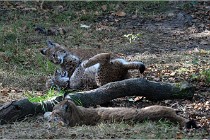 SteCroix 16-09-28 1311   Photos ACG 2016