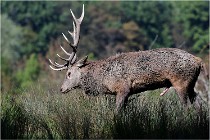 SteCroix 16-09-28 1320   Photos ACG 2016