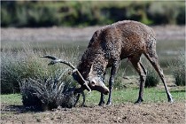 SteCroix 16-09-29 1515   Photos ACG 2016