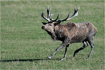 SteCroix 16-09-29 1680   Photos ACG 2016