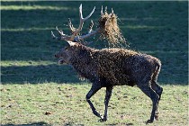 SteCroix 16-09-29 1757   Photos ACG 2016