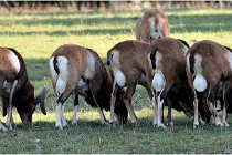 SteCroix 16-09-29 1795   Photos ACG 2016