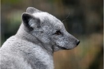 SteCroix 16-09-30 0391   Photos ACG 2016