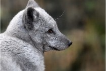 SteCroix 16-09-30 0393   Photos ACG 2016