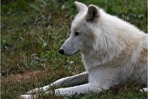 SteCroix 16-09-30 0408   Photos ACG 2016