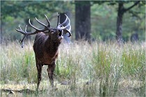 SteCroix 16-09-30 0428   Photos ACG 2016