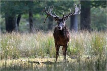 SteCroix 16-09-30 0436   Photos ACG 2016