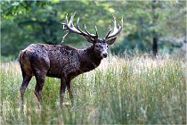 SteCroix 16-09-30 0443   Photos ACG 2016