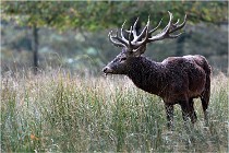 SteCroix 16-09-30 0455   Photos ACG 2016