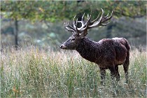 SteCroix 16-09-30 0456   Photos ACG 2016