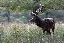 SteCroix 16-09-30 0459   Photos ACG 2016